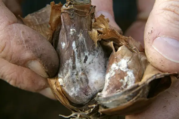 Mould growing on a bulb