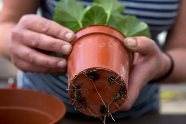 Inspecting the cuttings for new white roots at the base of the pot