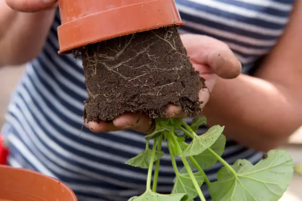 Removing the plant from its pot