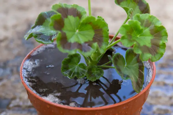 Watering the plant in the new pot