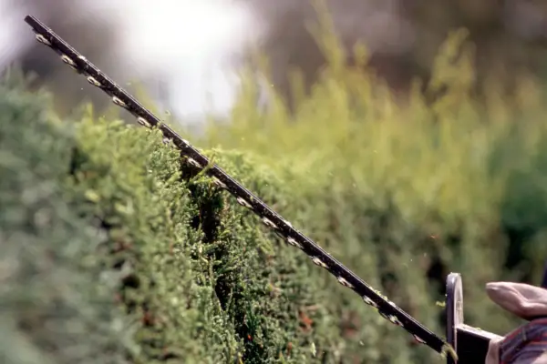 Comment couper une haie de conifère