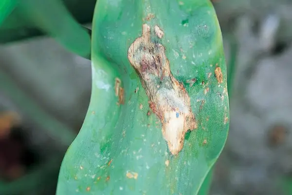 A distorted tulip leaf with brown/white patches caused by tulip fire fungus