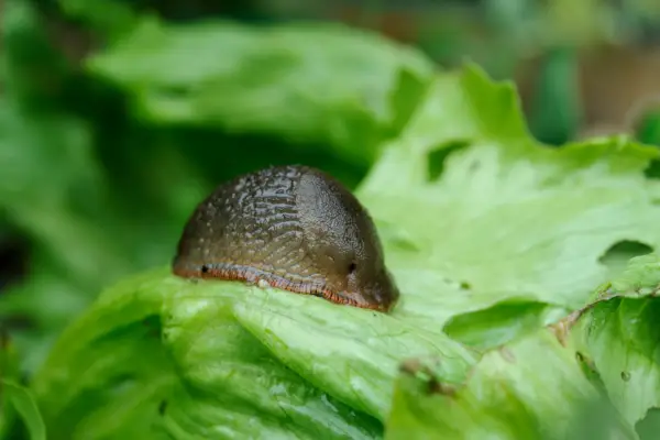 A garden slug on lettuce