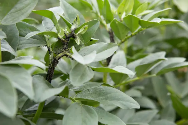 Blackfly on broad beans