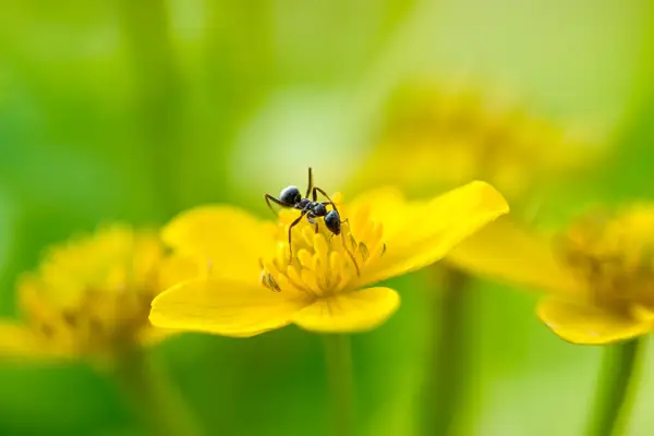 Ant on a marsh marigold
