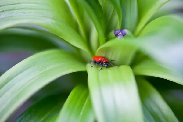 Adult lily beetle