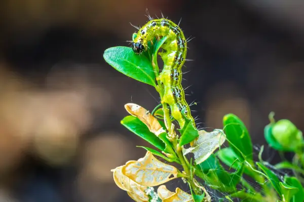 Box tree caterpillar