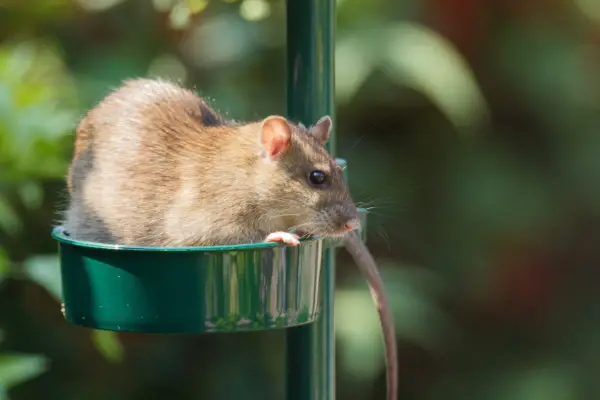 A rat on a bird feeder
