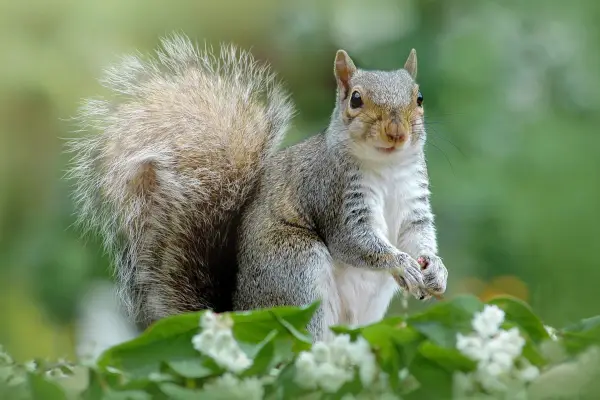 A grey squirrel