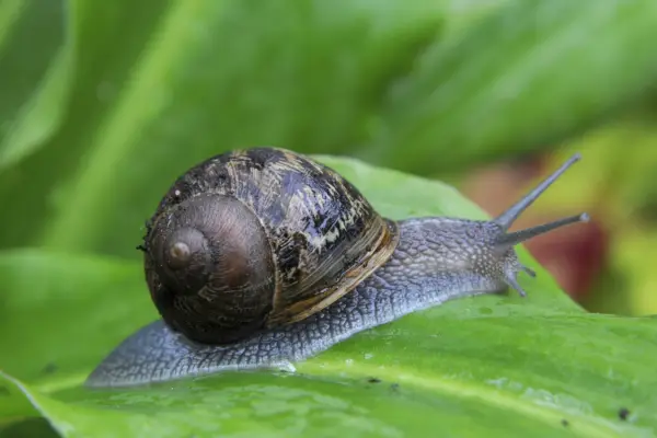 Jak pozbyć się szkodników ogrodowych
