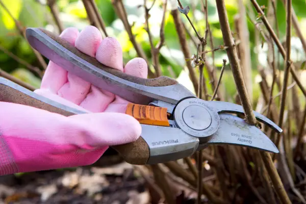 Cutting back the thickest stems