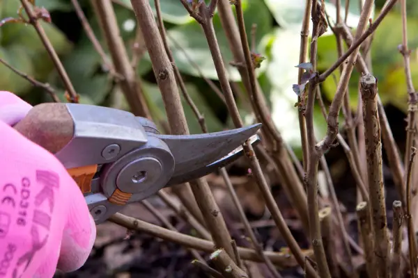 Cutting back the thinnest growth