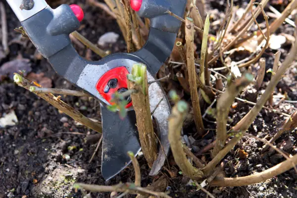 Cutting back thick, damaged stems with loppers