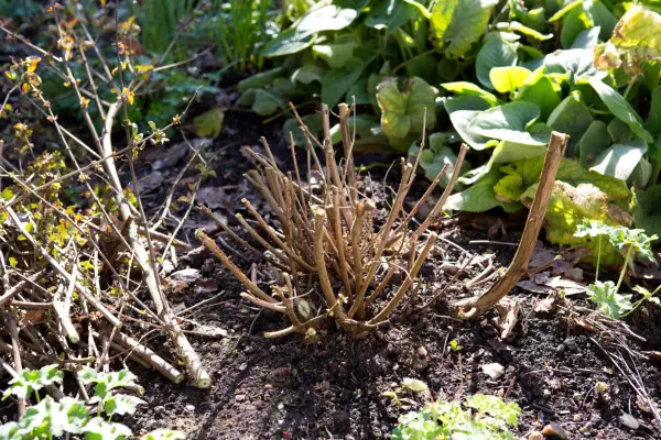 Assess the pruned plant