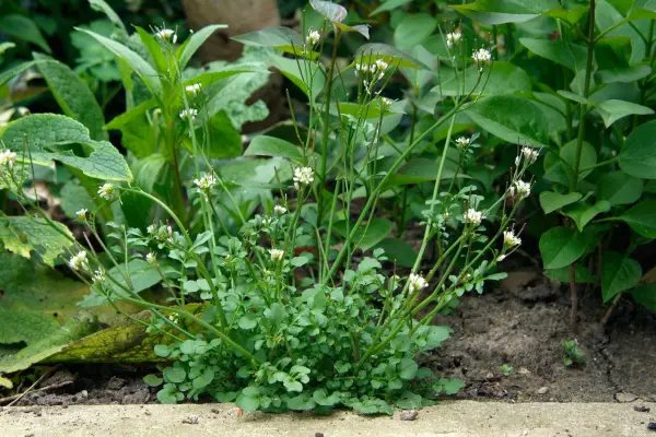 A hairy bittercress plant with small white flowers, growing at the edge of a border