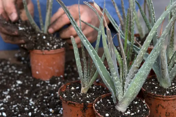 Cómo propagar Aloes