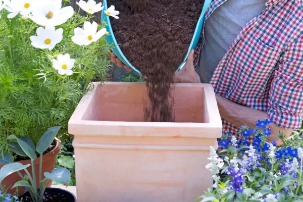 Adding compost to the container