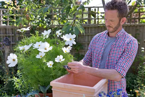 Using secateurs to remove old flowers from the plants