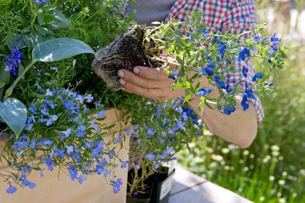 Adding in the rest of the plants to the container