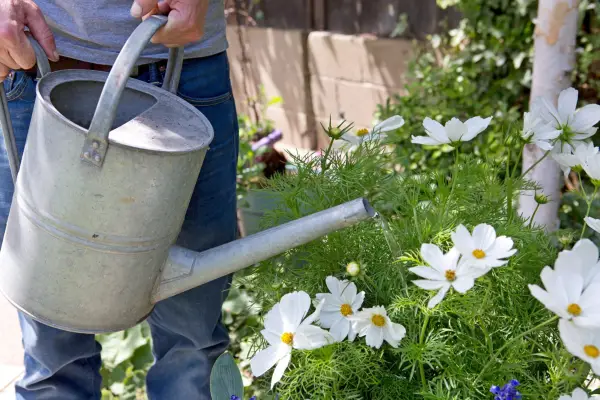 Watering in the plants in the finished container