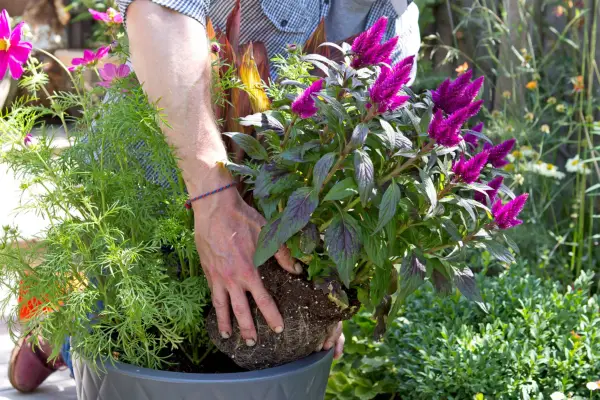 Planting up the tallest plants