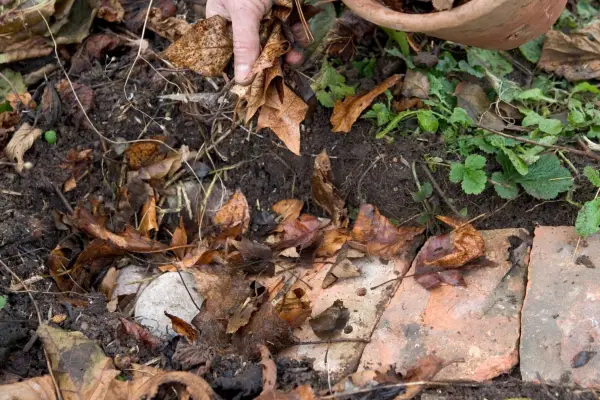 Placing leaves over the stones