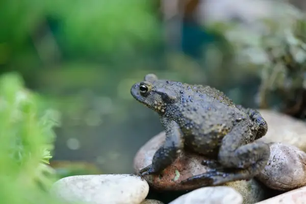 Hvordan du bygger en vinter padde skjul