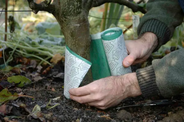 How to deal with winter moths - wrapping the grease band around the tree trunk