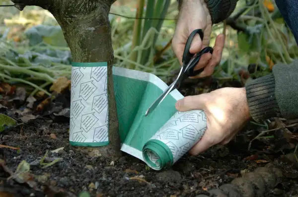 How to deal with winter moths - cutting the grease band to size