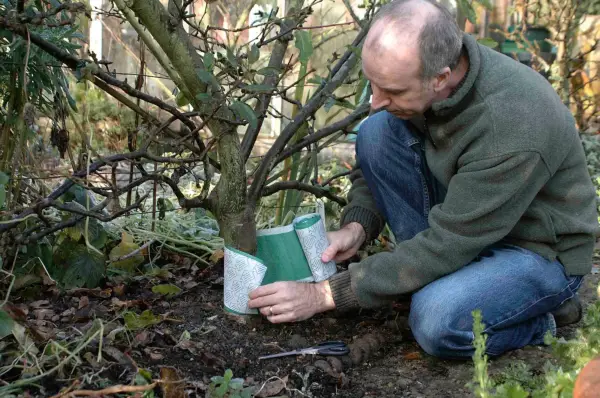 How to deal with winter moths - wrapping the grease band around the trunk