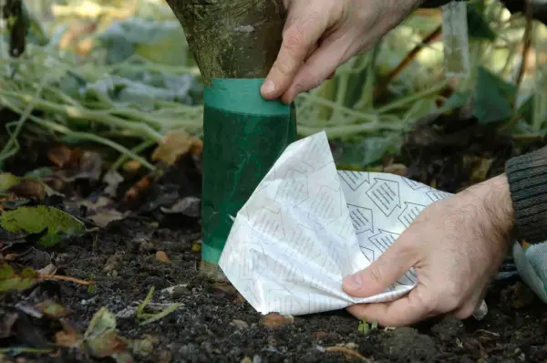 How to deal with winter moths - removing the protective layer from the grease band