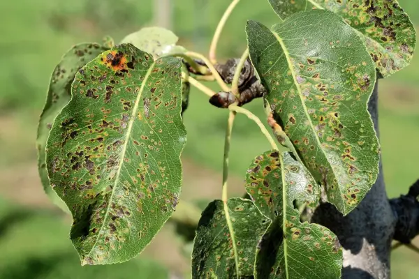 Pear tree leaves marked with blistering and discolouration caused by mites