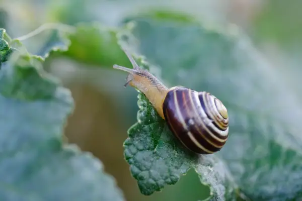 Banded snail on leaf - banded snails cause less damage than other types of snail