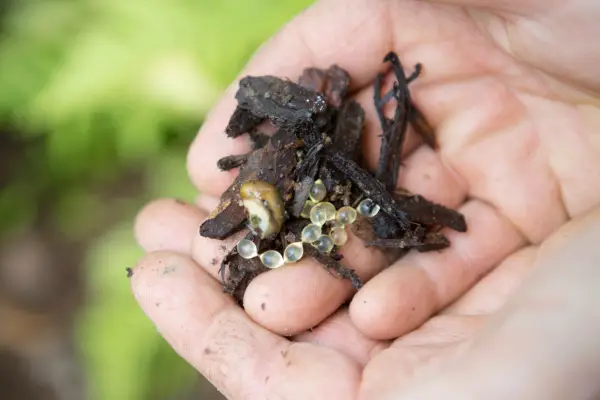 Slug or snail eggs in a handful of soil