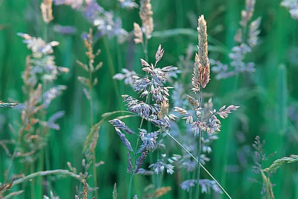 Flowerheads of annual meadowgrass, Poa annua