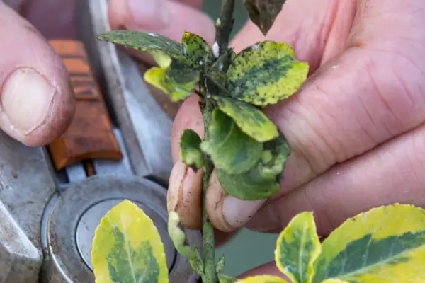 Leaves affected by black sooty mould