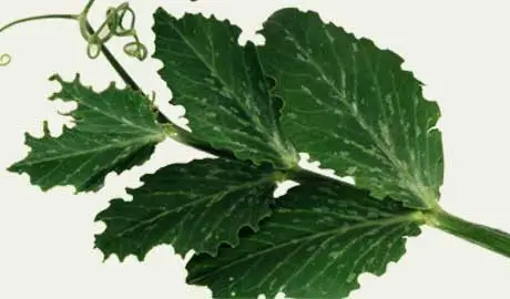 Pea shoot with leaves that have been eaten around the edges by weevils