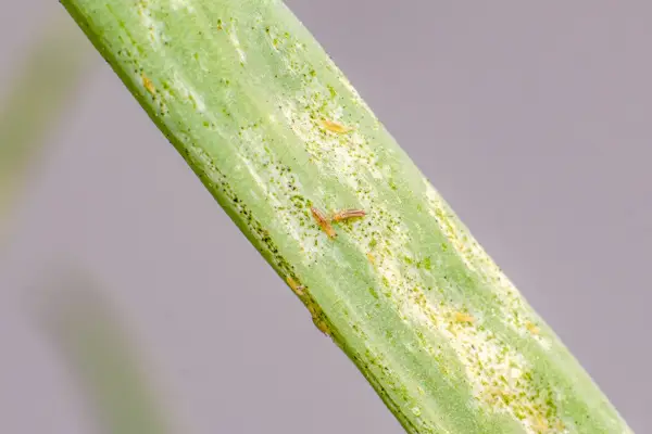 Close up of thrips damage on onion leaves