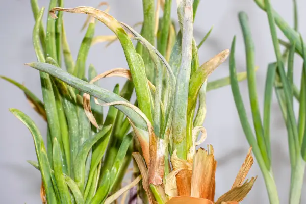 Onion leaves damaged by thrips