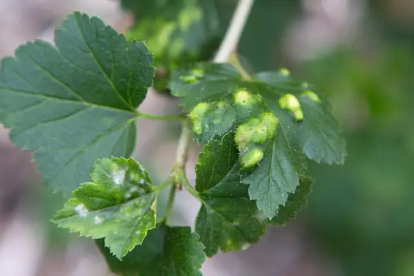 Afidi di blister di ribes