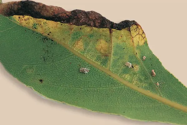 Přísava listů na bobky