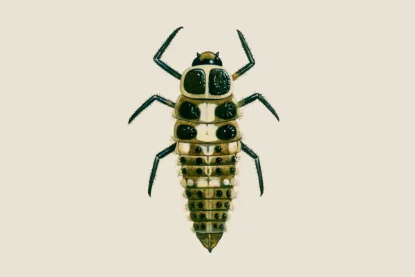 Ladybird larvae identifier: 14-spot ladybird larvae (Propylea quattuordecimpunctata)