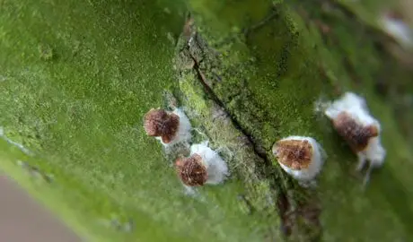 Owad w skali kasztanowej