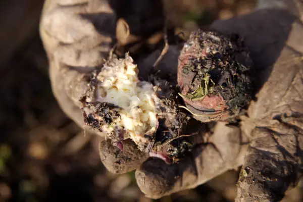Blighted potato crop