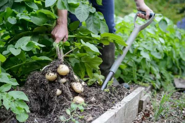 Harvesting new potatoes