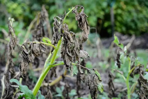 Potato plants with dark, withered leaves caused by potato blight