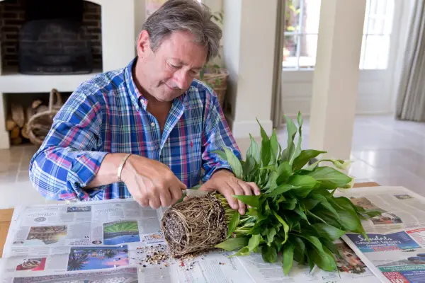 Using a knife to divide the houseplant