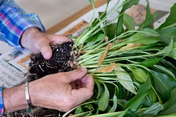 Discarding weak or thin sections