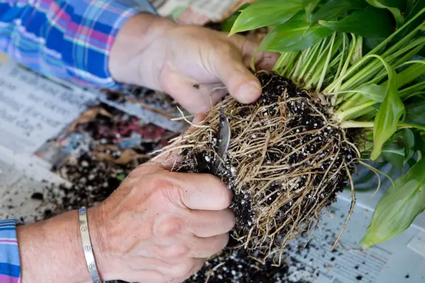 Cutting off long roots