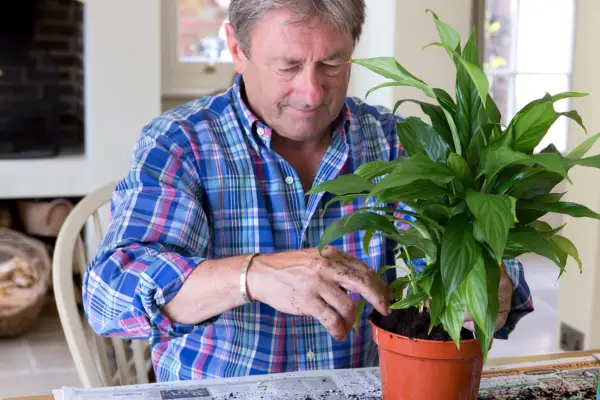 Potting up each new clump